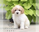 Small #3 Poodle (Miniature)
