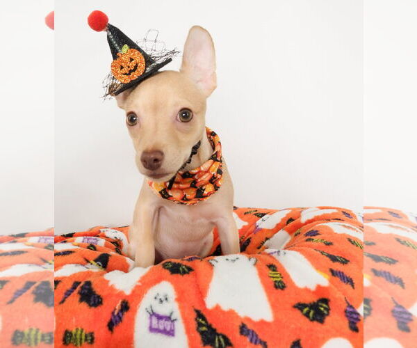 Medium Photo #1 Chihuahua-Unknown Mix Puppy For Sale in phoenix, AZ, USA
