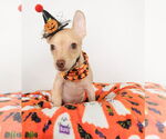 Small Chihuahua Mix