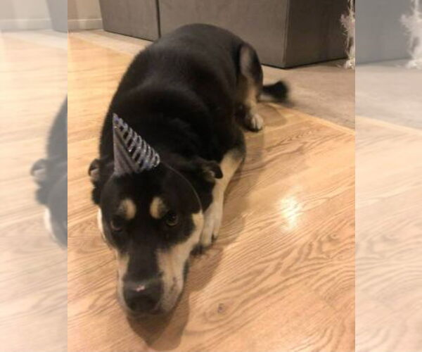 Medium Photo #3 German Shepherd Dog-Unknown Mix Puppy For Sale in Lakewood, CO, USA