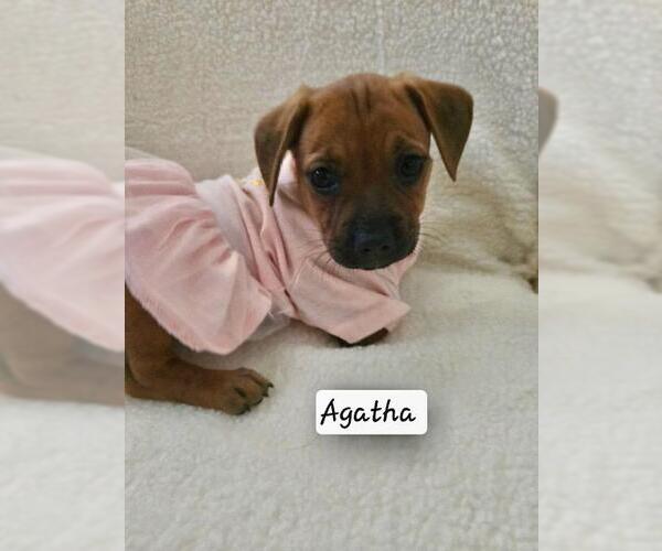 Medium Photo #6 French Bull Weiner Puppy For Sale in Los Angeles, CA, USA