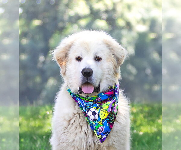 Medium Photo #3 Great Pyrenees Puppy For Sale in Unionville, PA, USA