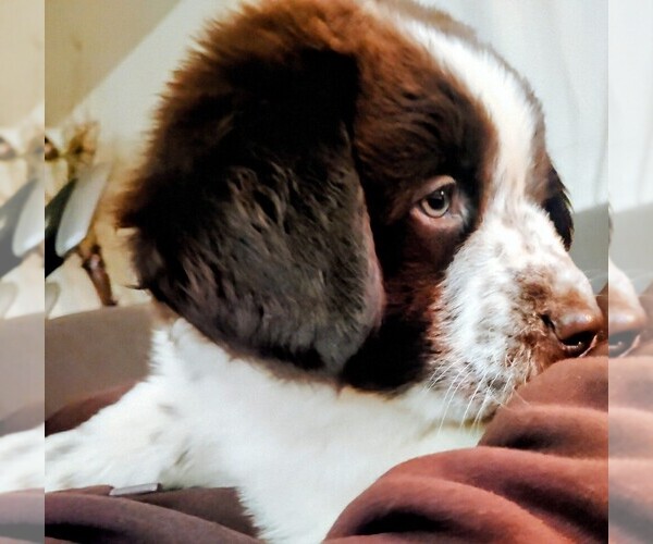 Medium Photo #7 Newfoundland Puppy For Sale in CHICO, CA, USA