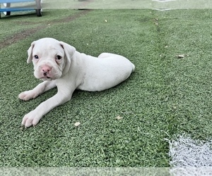 Boxer Puppy for sale in DALLAS, TX, USA