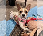 Small Chihuahua Mix