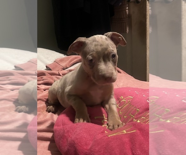 Medium Photo #17 American Bully Puppy For Sale in TRENTON, NJ, USA