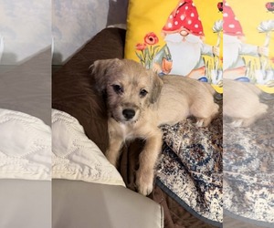 Chi-Poo (Standart) Dogs for adoption in Visalia, CA, USA