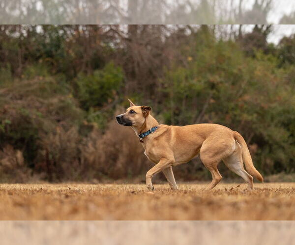 Medium Photo #2 Mutt Puppy For Sale in Cary, NC, USA