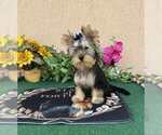 Small #1 Yorkshire Terrier