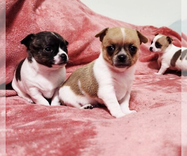 Medium Photo #24 Chihuahua Puppy For Sale in MOUNT AIRY, NC, USA