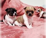 Small Photo #8 Chihuahua Puppy For Sale in MOUNT AIRY, NC, USA