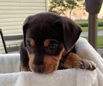 Small Photo #18 Catahoula Leopard Dog Puppy For Sale in GERMANTOWN, IL, USA