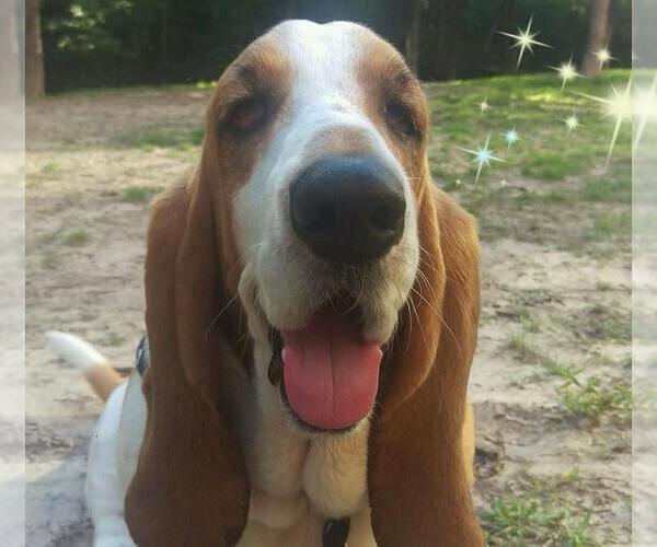 Medium Photo #2 Basset Hound Puppy For Sale in Carrollton, TX, USA