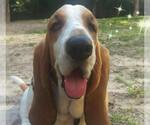 Small #1 Basset Hound