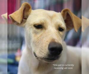 Mutt Dogs for adoption in San Antonio, TX, USA