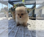 Small #4 Pomeranian
