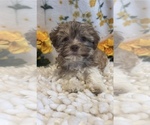 Small Photo #4 Havanese Puppy For Sale in MARTINSVILLE, IN, USA