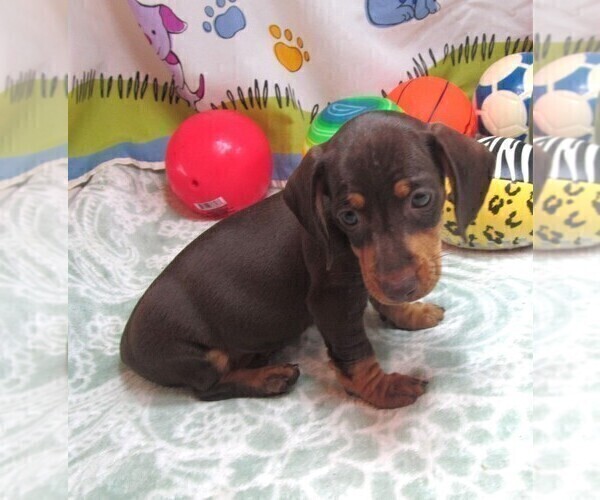 Medium Photo #7 Dachshund Puppy For Sale in RATTAN, OK, USA