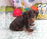 Small #6 Dachshund
