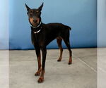 Small #1 Doberman Pinscher