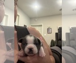 Small #3 Boston Terrier