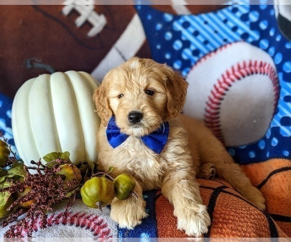 Medium Photo #7 Goldendoodle Puppy For Sale in PEACH BOTTOM, PA, USA