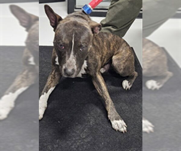 Medium Photo #1 American Bulldog-Unknown Mix Puppy For Sale in Temple, TX, USA