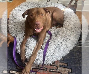 Rhea - Female Labrador Retriever-Unknown Mix Dog for Adoption - Photo #3