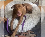 Small Photo #3 Labrador Retriever-Unknown Mix Puppy For Sale in Minneapolis, MN, USA