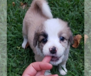 Aussie-Poo Puppy for sale in WINSTON SALEM, NC, USA
