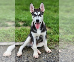 Siberian Husky Puppy for Sale in HTFD, Connecticut USA