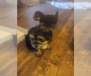 Yoranian Puppy for sale in GAYLORD, MI, USA