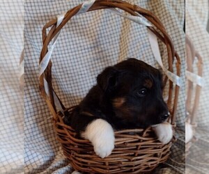 English Shepherd Puppy for sale in FREDERICKSBRG, PA, USA