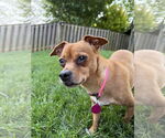 Small #2 Chiweenie