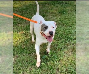 American Staffordshire Terrier-Unknown Mix Dogs for adoption in Sheboygan, WI, USA