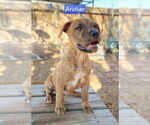 Small #8 Boxer-Staffordshire Bull Terrier Mix