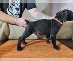 Small Photo #2 Cane Corso Puppy For Sale in WOODLAND, WA, USA