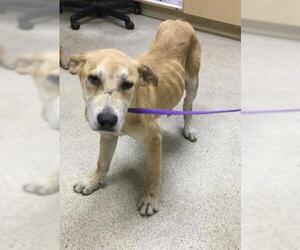 German Shepherd Dog Dogs for adoption in Riverside, CA, USA