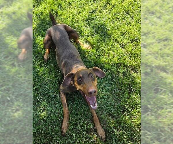 Medium Photo #1 Doberman Pinscher Puppy For Sale in Riverside, CA, USA