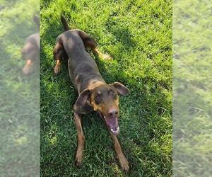 Doberman Pinscher Dogs for adoption in Riverside, CA, USA