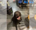 Small Labrador Retriever