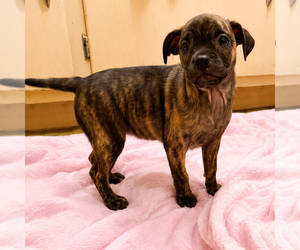 Chug Dogs for adoption in Spring Lake, NC, USA