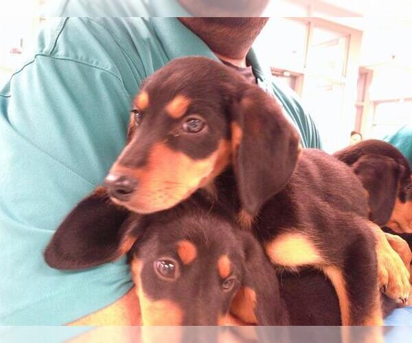 Medium Photo #1 Mutt Puppy For Sale in Oklahoma City, OK, USA