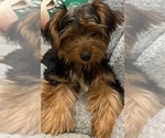Bruno - Male Yorkshire Terrier Puppy for Sale - Small photo