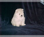 Small Photo #2 Pomeranian Puppy For Sale in APPLE VALLEY, CA, USA