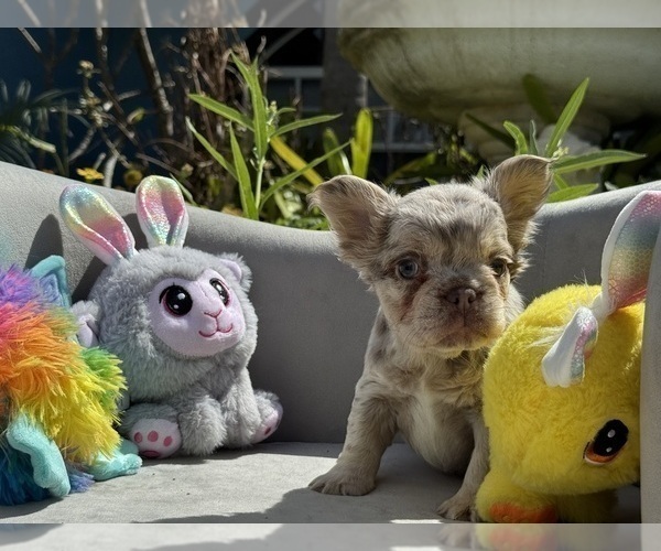 Medium Photo #1 French Bulldog Puppy For Sale in LEHIGH ACRES, FL, USA