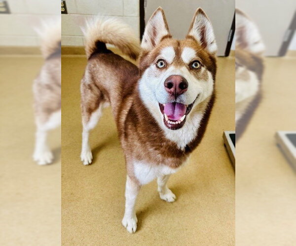 Medium Photo #1 Siberian Husky Puppy For Sale in Derwood, MD, USA