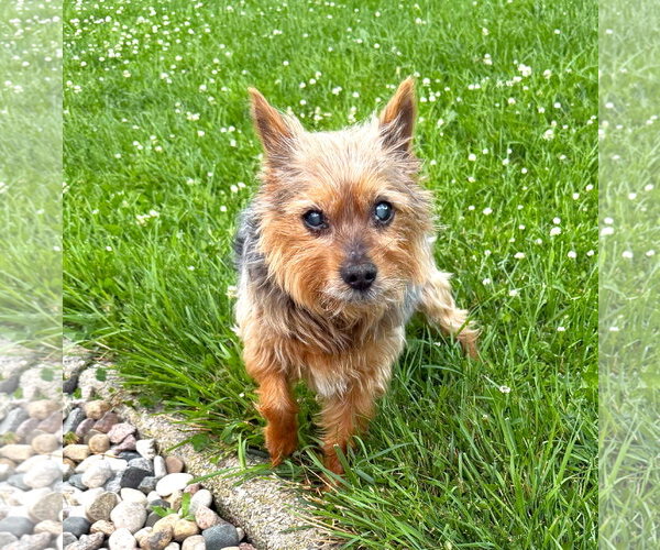 Medium Photo #1 Mutt Puppy For Sale in St. Louis Park, MN, USA