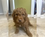 Puppy Miles Goldendoodle (Miniature)