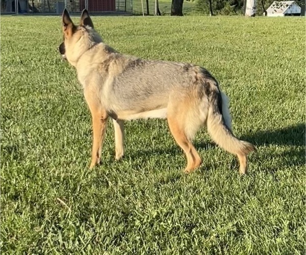 Medium Photo #1 German Shepherd Dog Puppy For Sale in MAYSVILLE, MO, USA